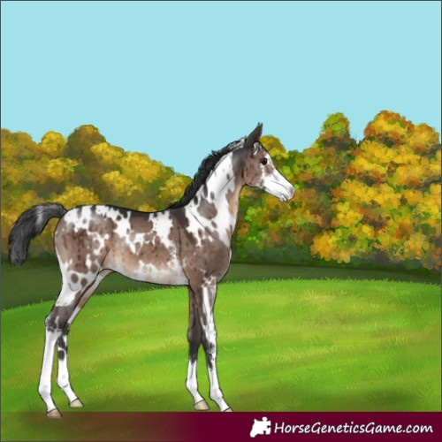 Horse Color:White Spotted Brown Dun Mushroom Sabino Brindle 
