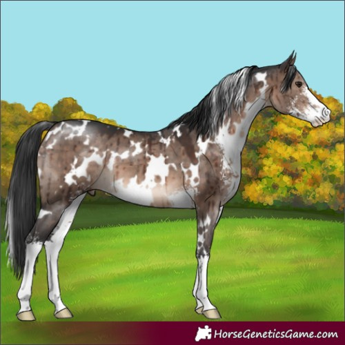 Horse Color:White Spotted Brown Dun Mushroom Sabino Brindle 