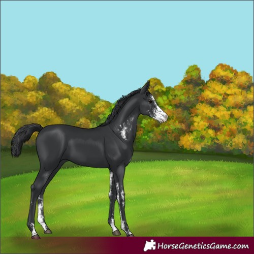 Horse Color:Black Sabino 