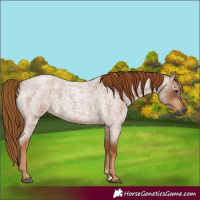 Horse Color:Gray Red Roan 
