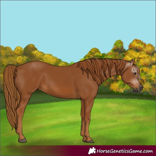 Horse Color:Gray Chestnut 