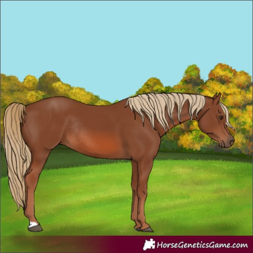 Horse Color:Chestnut Rabicano 