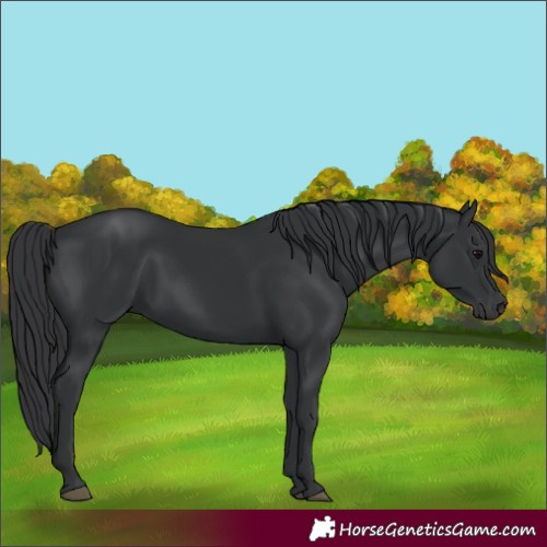Horse Color:Black Rabicano