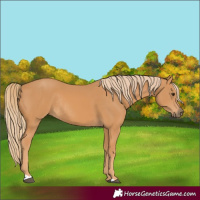 Horse Color:Chestnut Rabicano 