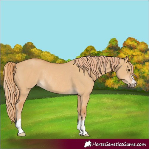 Horse Color:Red Dun Rabicano