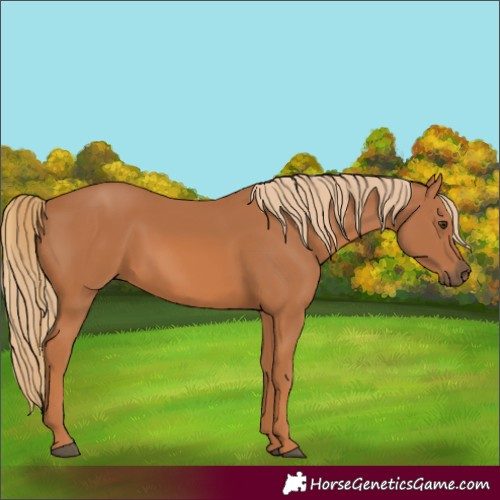 Horse Color:Chestnut Rabicano 