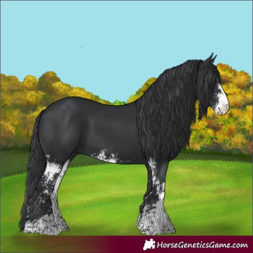 Horse Color:Black Sabino