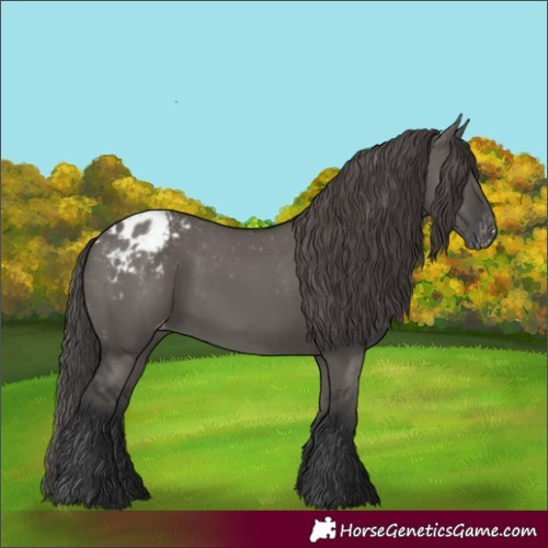 Horse Color:Grullo Appaloosa 