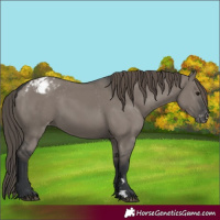 Horse Color:Grullo Varnish