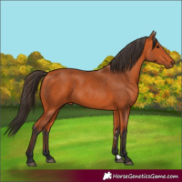 Horse Color:Bay 
