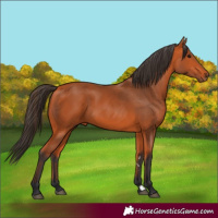 Horse Color:Bay 