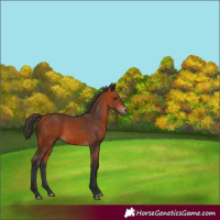 Horse Color:Bay 