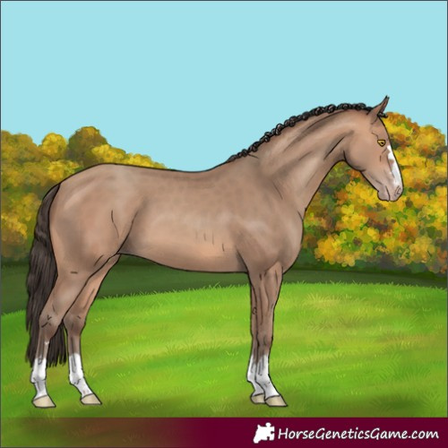 Horse Color:Amber Champagne
