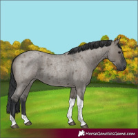 Horse Color:Grullo Roan Tobiano 