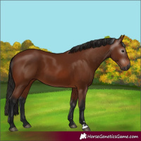 Horse Color:Gray Bay