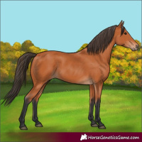 Horse Color:Bay 