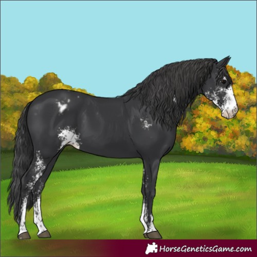 Horse Color:Black Sabino Appaloosa 