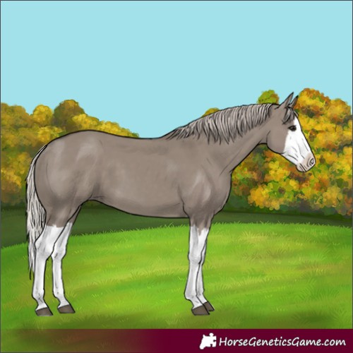 Horse Color:Silver Grullo Splash 