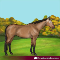 Horse Color:Gray Bay Dun 