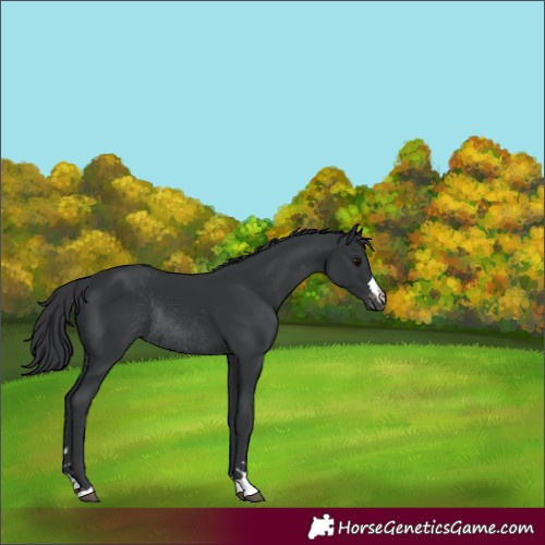 Horse Color:Black Appaloosa Rabicano 