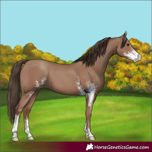 Horse Color:Classic Champagne Sabino 