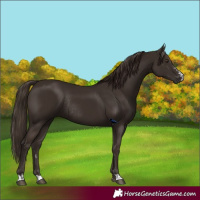 Horse Color:Liver Chestnut  and Liver Chestnut Rabicano 
