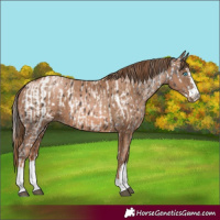 Horse Color:Liver Chestnut Splash Appaloosa  and Liver Chestnut Pearl 