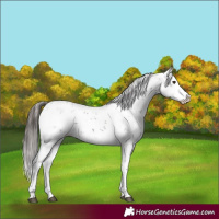 Horse Color:Liver Chestnut Sabino Splash Appaloosa