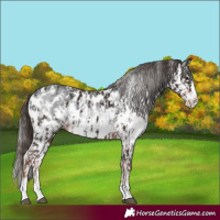 Horse Color:Liver Chestnut Sabino Splash Appaloosa  and Gray Liver Chestnut Sabino Splash Appaloosa 