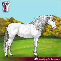 Horse Color:Liver Chestnut Sabino Splash Appaloosa 