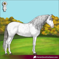 Horse Color:Liver Chestnut Sabino Splash Appaloosa 