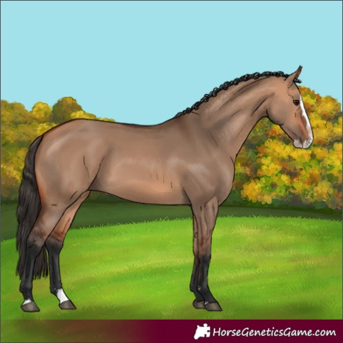 Horse Color:Bay Dun Splash 