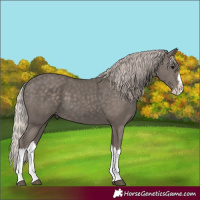 Horse Color:Silver Black Splash