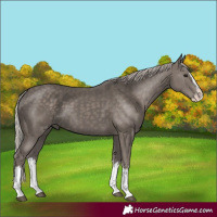 Horse Color:Silver Black Splash 