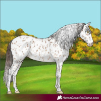 Horse Color:Sable Champagne Appaloosa and Sable Champagne Appaloosa