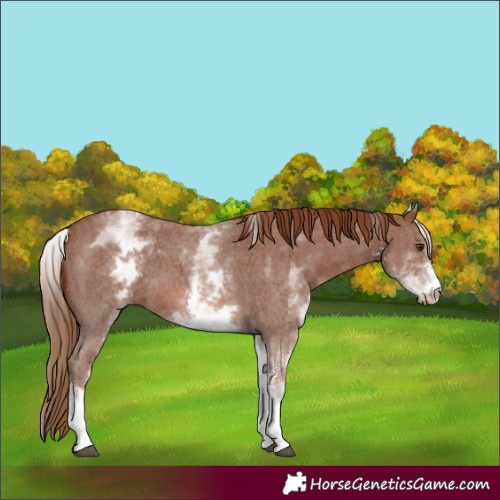Horse Color:White Spotted Chestnut Sabino