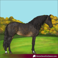 Horse Color:Buckskin 