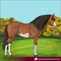 Horse Color:Bay Splash Frame 
