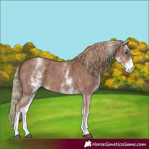 Horse Color:White Spotted Chestnut Sabino 