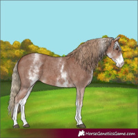 Horse Color:White Spotted Chestnut Sabino