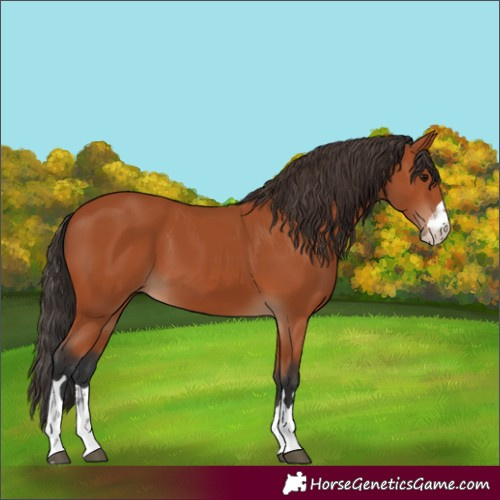 Horse Color:Bay 