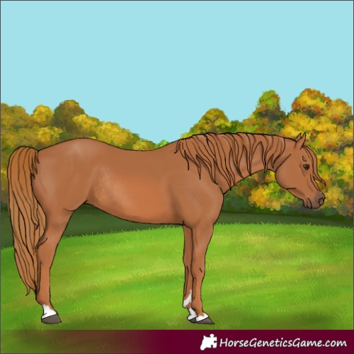Horse Color:Chestnut Rabicano 