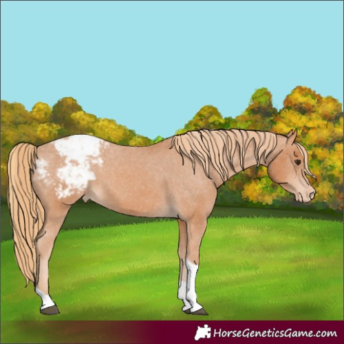 Horse Color:Chestnut Tobiano Appaloosa 