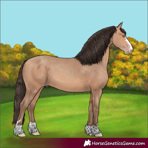 Horse Color:Unknown 