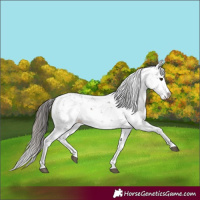 Horse Color:Liver Chestnut Sabino Splash Appaloosa 