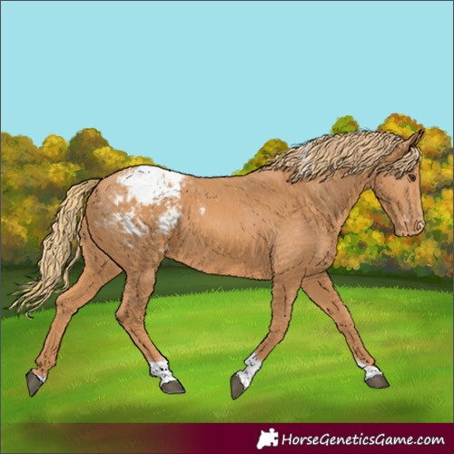 Horse Color:Chestnut Tobiano Appaloosa 