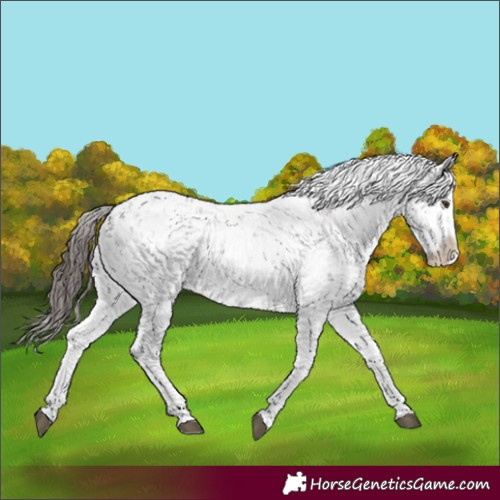 Horse Color:Liver Chestnut Sabino Splash Appaloosa 