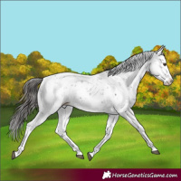 Horse Color:Liver Chestnut Sabino Splash Snowflake Varnish