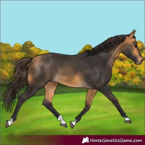 Horse Color:Buckskin
