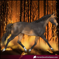 Horse Color:Buckskin 
